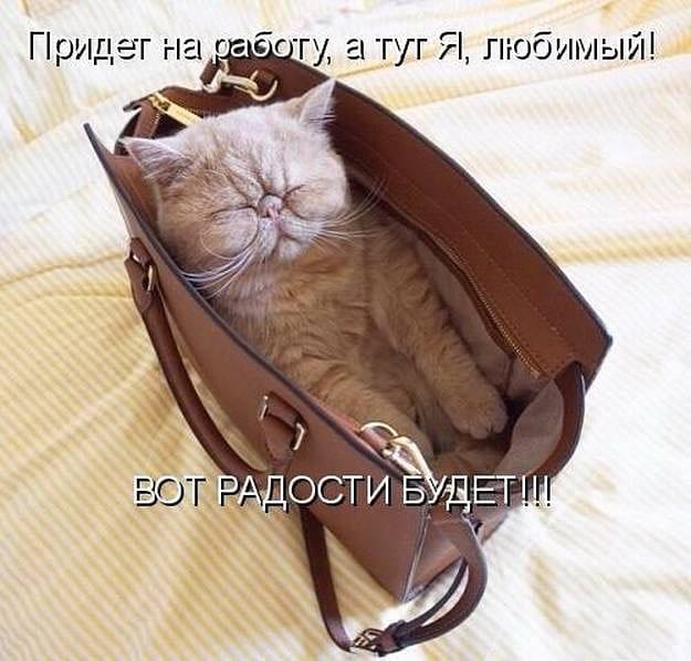Муркотушки! демотиваторы,животные,позитив,Смешные животные