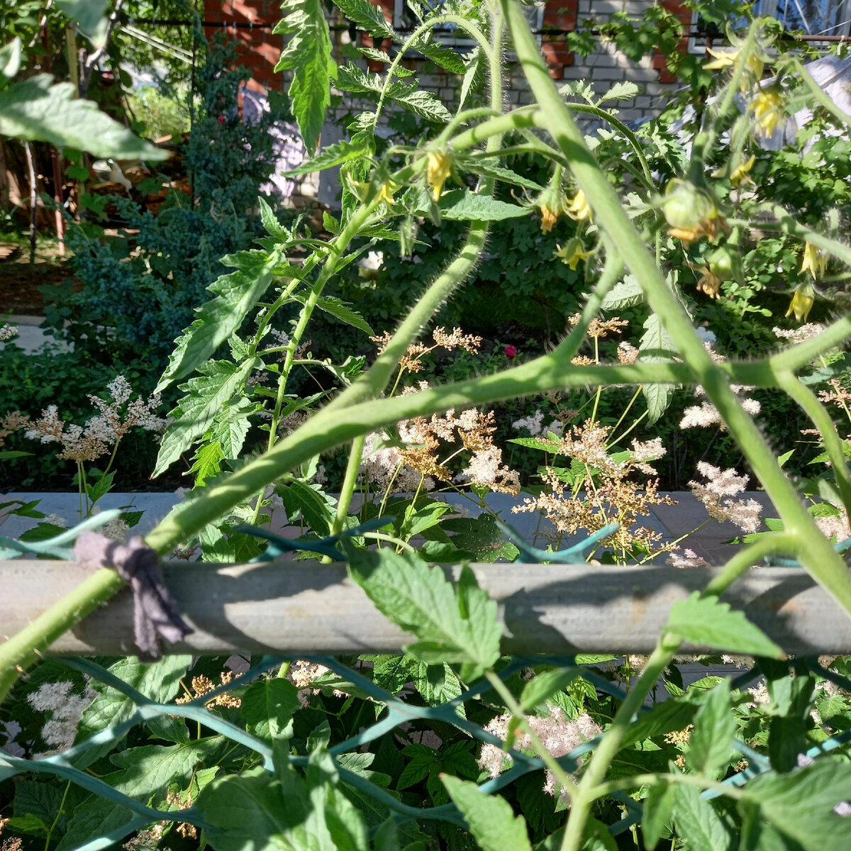 4 случая, когда можно сделать "больно" томатам во благо дача,сад и огород,советы огороднику