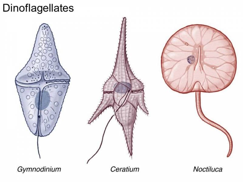 Нервно-паралитические ОВ. Пестициды и диверсионные яды оружие
