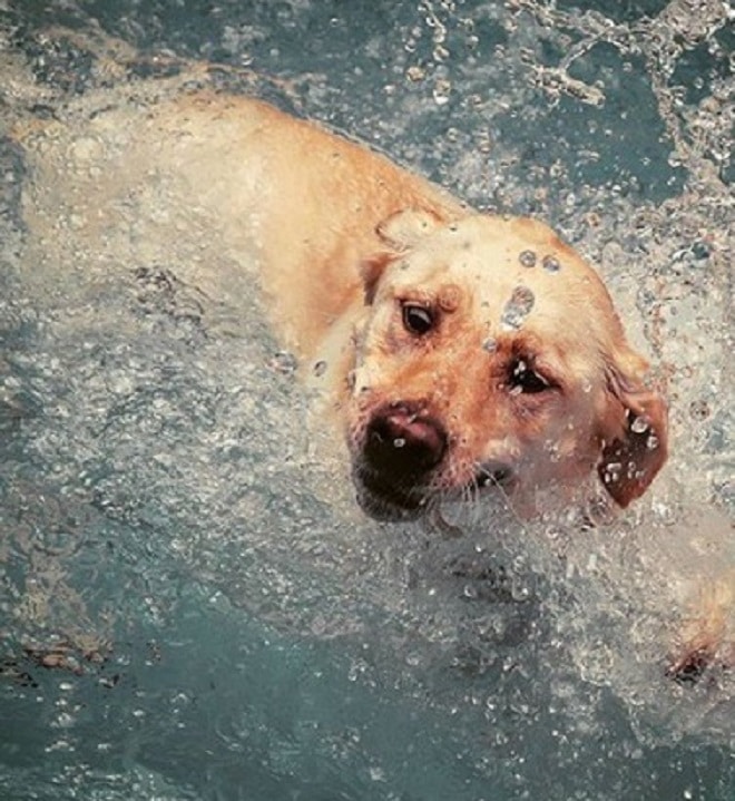 Собака плывет