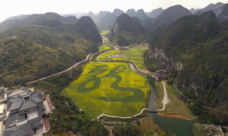 Дракон на рапсовом поле площадью 80 000 квадратных метров в Аньшуне, Гуйчжоу, Китай