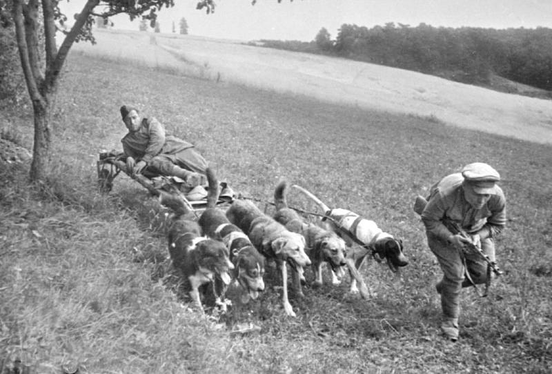 Кто сильнее пес, или "Тигр" :  четвероногих диверсантов немецкие танкисты боялись как огня Великая Отечественная Война,оружие
