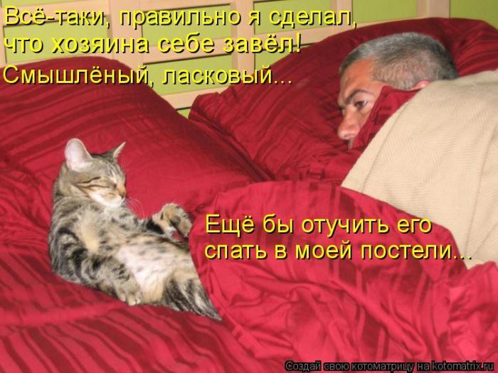 Котоматрица. Мысли вслух :) 
