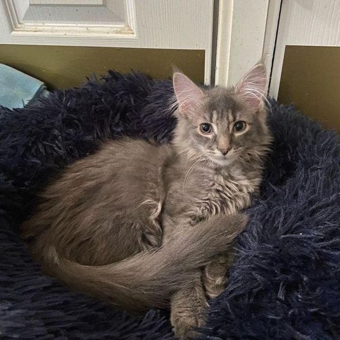 Без кота и жизнь не та