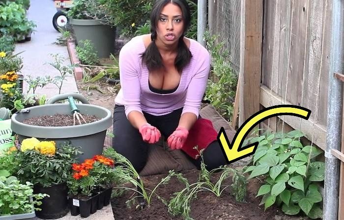 Как посадить морковь «по-американски», которая точно вырастет при любых условиях! домашний очаг