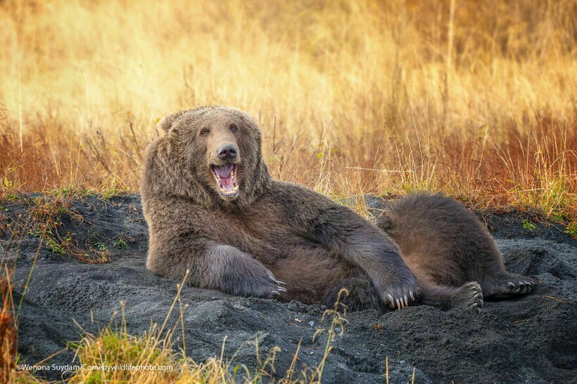 10 самых смешных снимков животных с конкурса Comedy Wildlife Photography