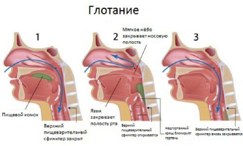 глотание