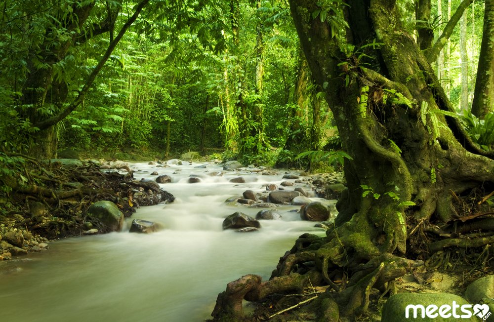forests of the amazon