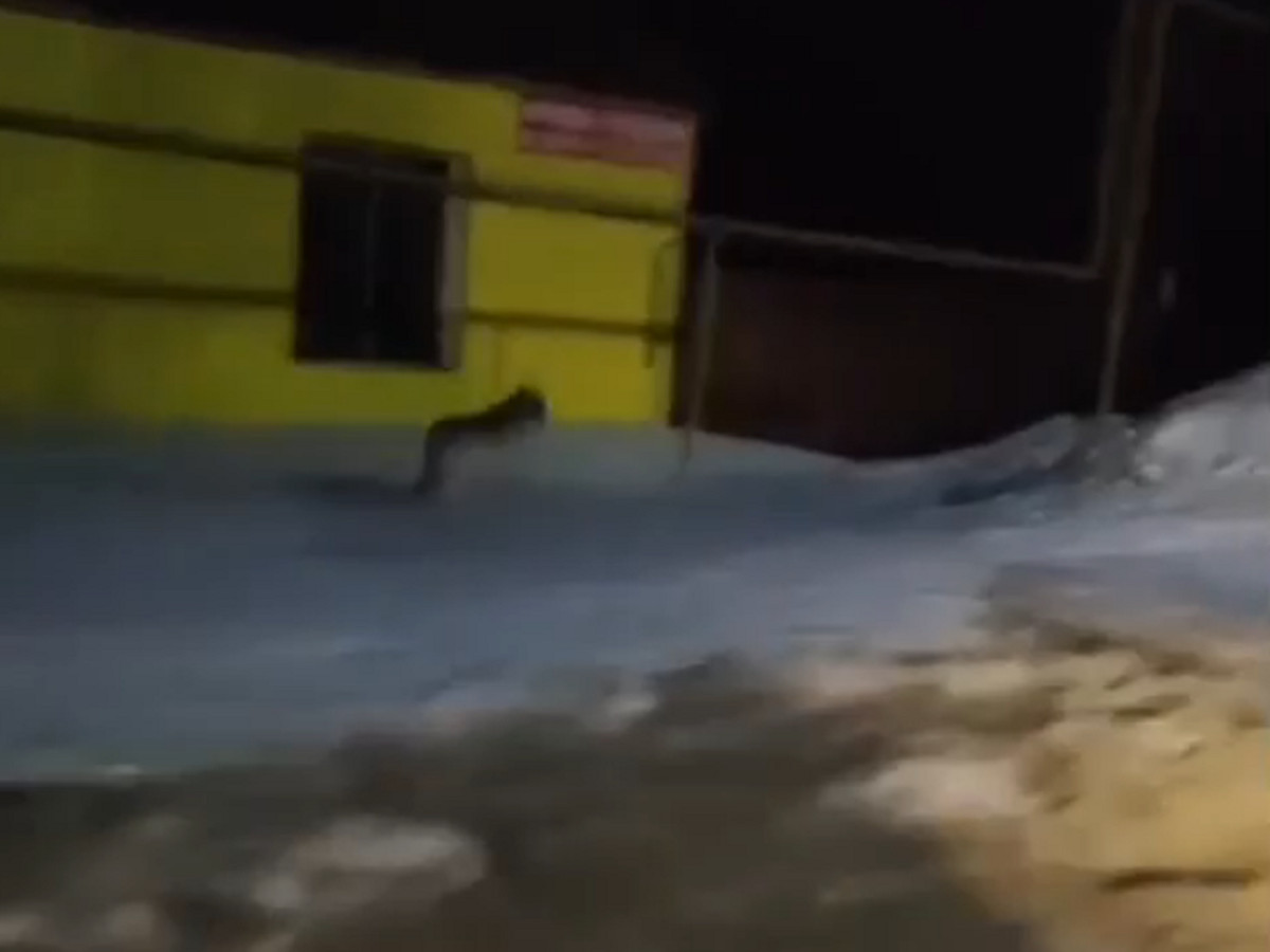 В Тульской области местные жители сняли бегающего по селу волка