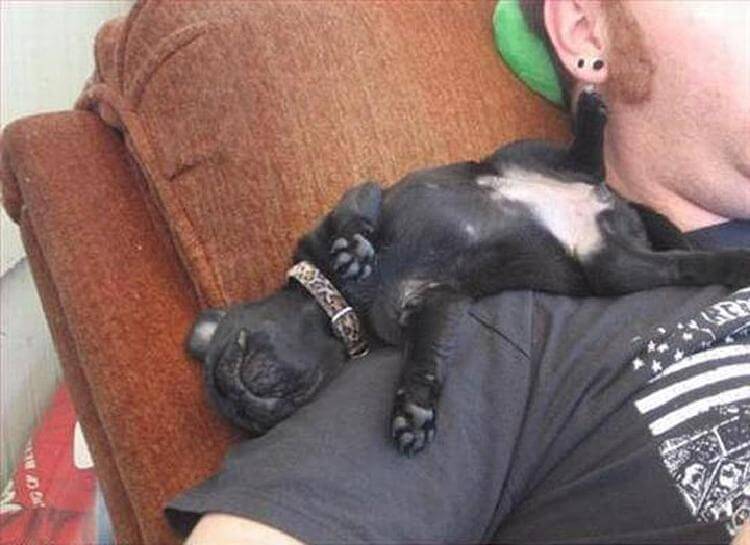 25 милейших щенков, готовых спать при любых обстоятельствах 25 милейших щенков, готовых спать при любых обстоятельствах животные