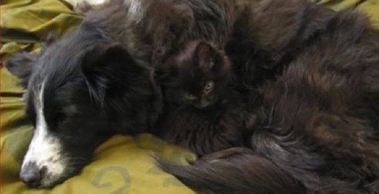 Пушистые гении маскировки – 30 фотографий кошек, которые обыграют в прятки любого Пушистые гении маскировки – 30 фотографий кошек, которые обыграют в прятки любого