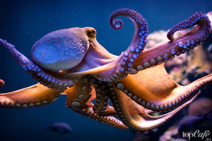 Тело осьминога