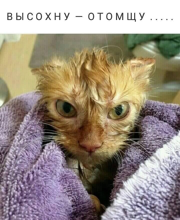 Муркотушки! демотиваторы,животные,позитив,Смешные животные