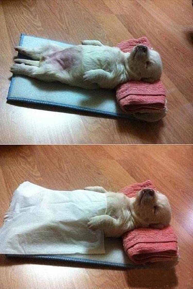 25 милейших щенков, готовых спать при любых обстоятельствах 25 милейших щенков, готовых спать при любых обстоятельствах животные