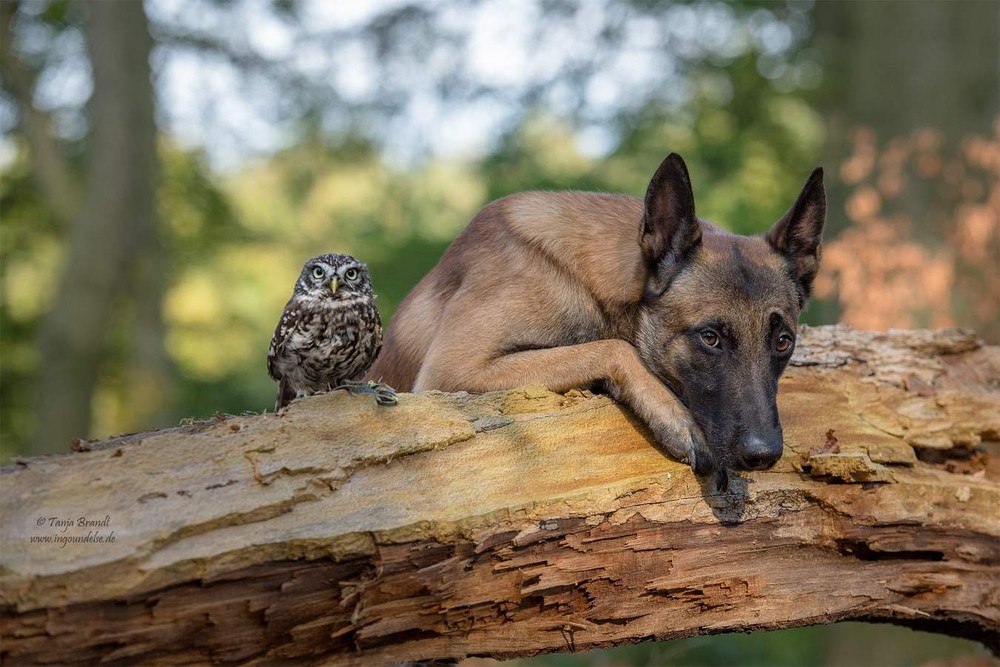 Фотография: Такая милая дружба пса и совушки №12 - BigPicture.ru