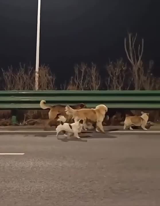 СОБАКИ И ДРУГИЕ ЛЮДИ