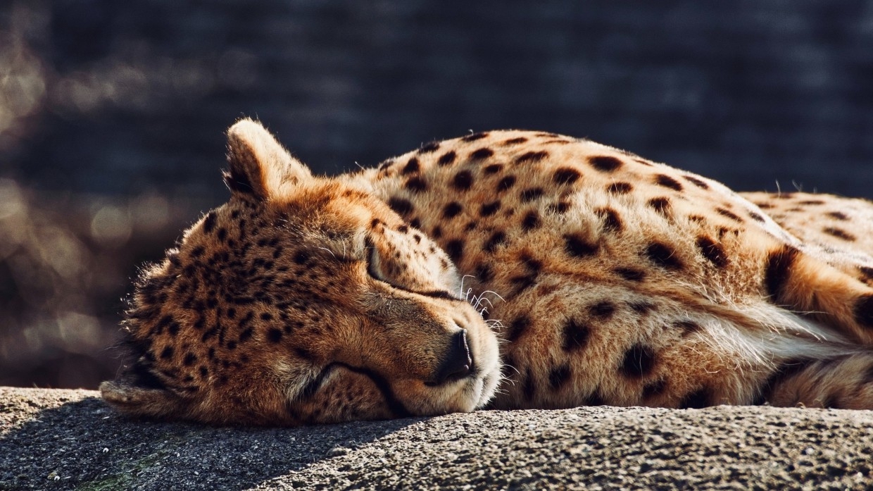 Лучшие врачи России вылечили зубы леопарду Олимпии в зоопарке Сочи