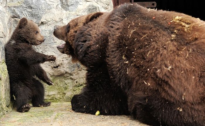 Медвежье воспитание Медвежье воспитание красивые фотографии,смешные картинки