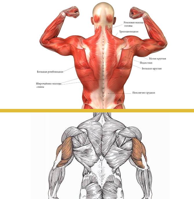Легенды о мышцах. Трехглавая мышца спины. Восстановка мышц спины. Интересные факты о мышцах. Интересное о мышцах человека.