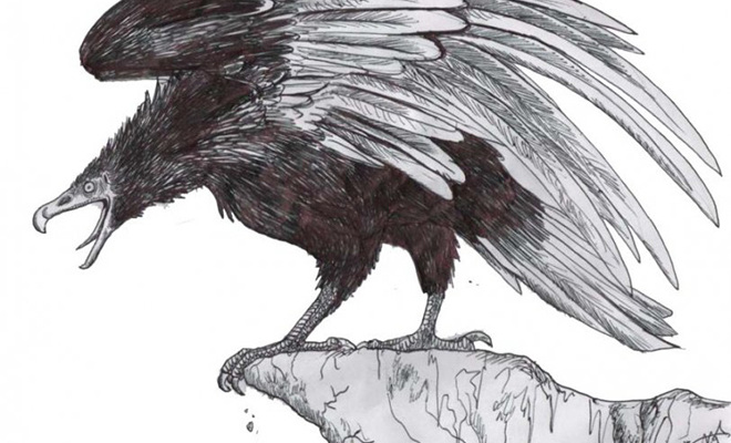 6 миллионов лет назад над Землей летала самая большая птица в истории. Размах ее крыльев превышал 6 метров 6 миллионов лет назад над Землей летала самая большая птица в истории. Размах ее крыльев превышал 6 метров Культура