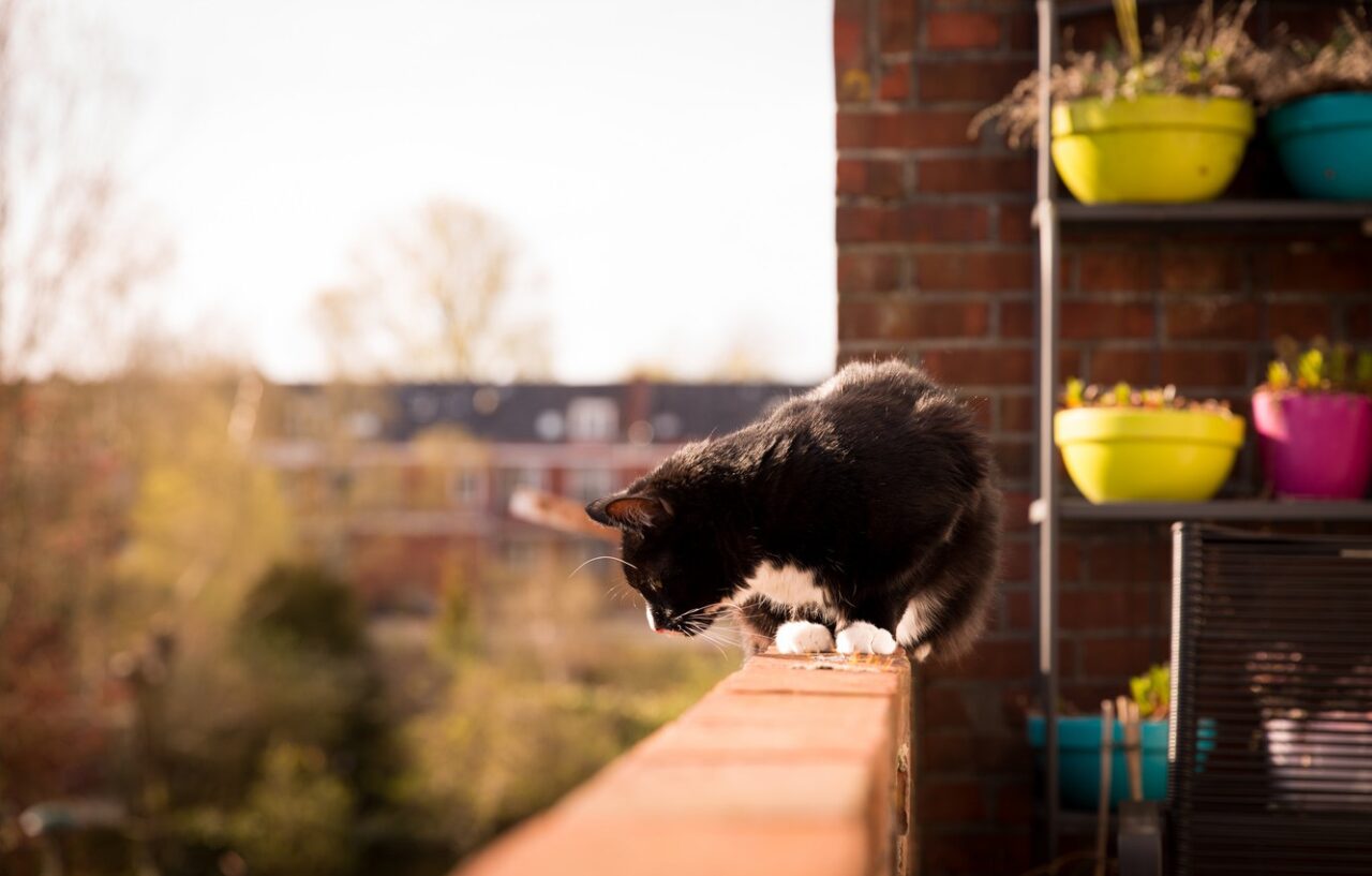 Кот «изолировал» больную ковидом хозяйку на балконе