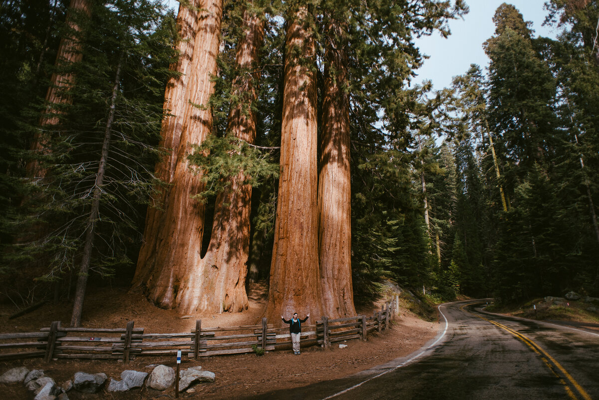 Высокое дерево в мире. Калифорнийская Секвойя Гиперион. Секвойядендрон гигантский Мамонтово дерево. Секвойя дерево. Секвойи (Sequoia sempervirens).