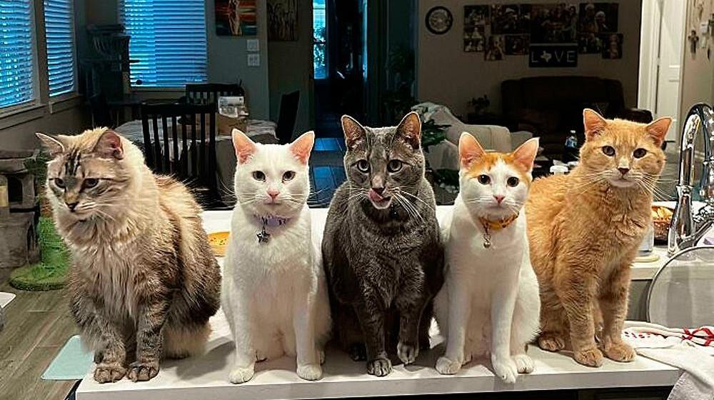 Очень смешные коты, которые собрались на совещание 