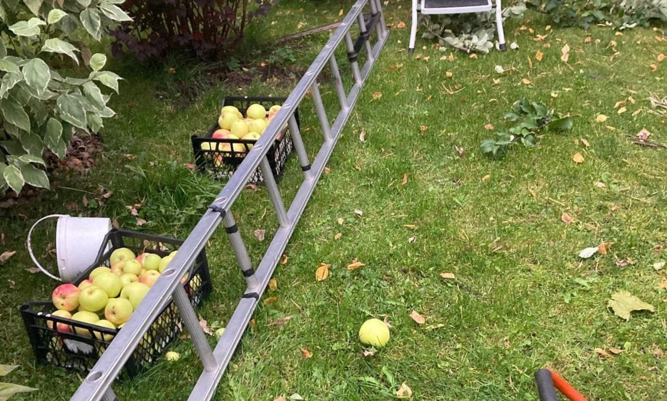 В Архангельске мужчина упал на забор, собирая яблоки