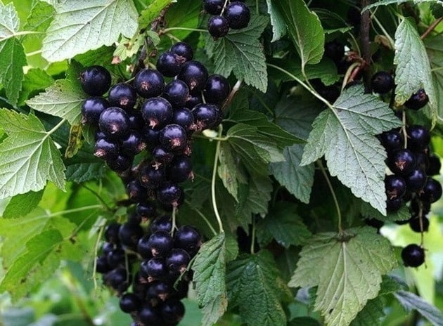 - Алё! Мама? Ваш сын сошел с ума