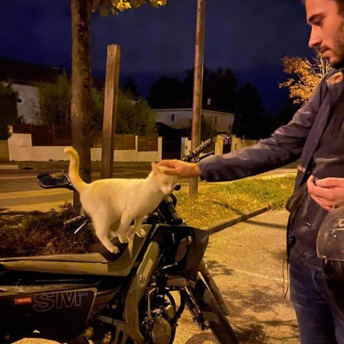 Без кота и жизнь не та