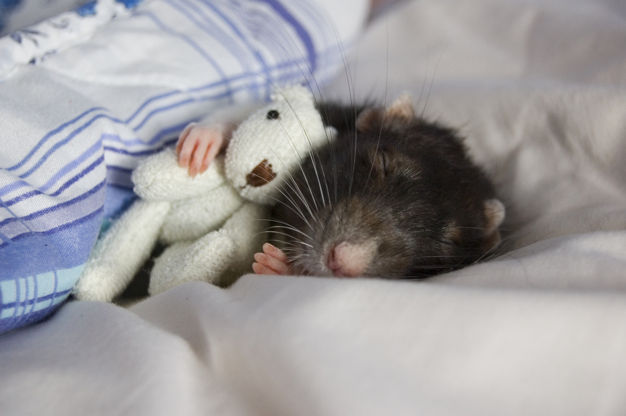Почему крысы спят. Спящие животные.