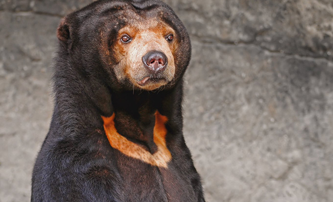 Китайский зоопарк заподозрили в подмене медведей. Посетителям показалось, что в костюме медведя был человек 