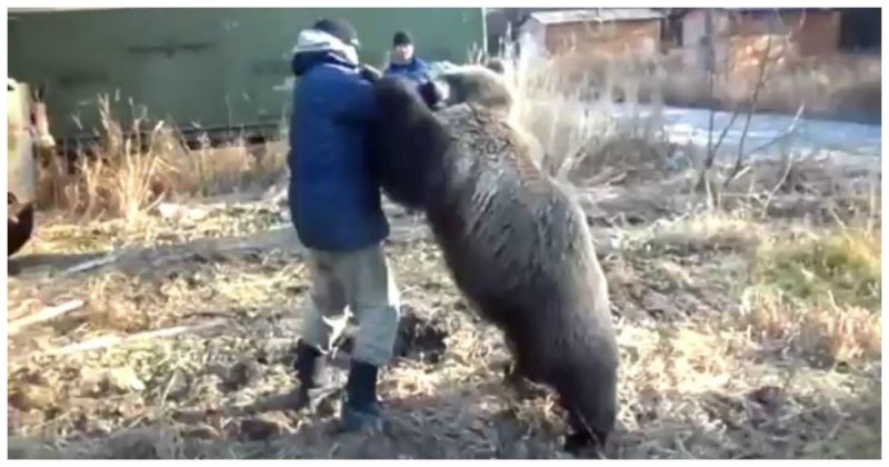 Опасные игры с Михаилом Потапычем видео, животные, игра, люди, медведь, рабочие, риск, своя атмосфера, смелость