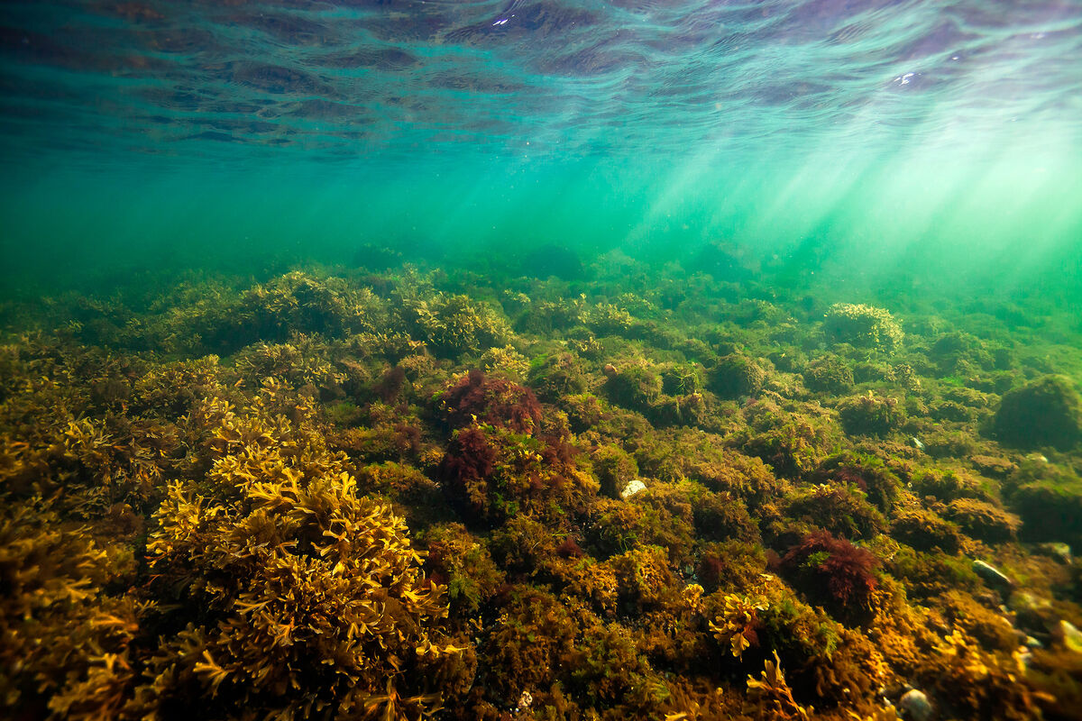 водоросли белого моря