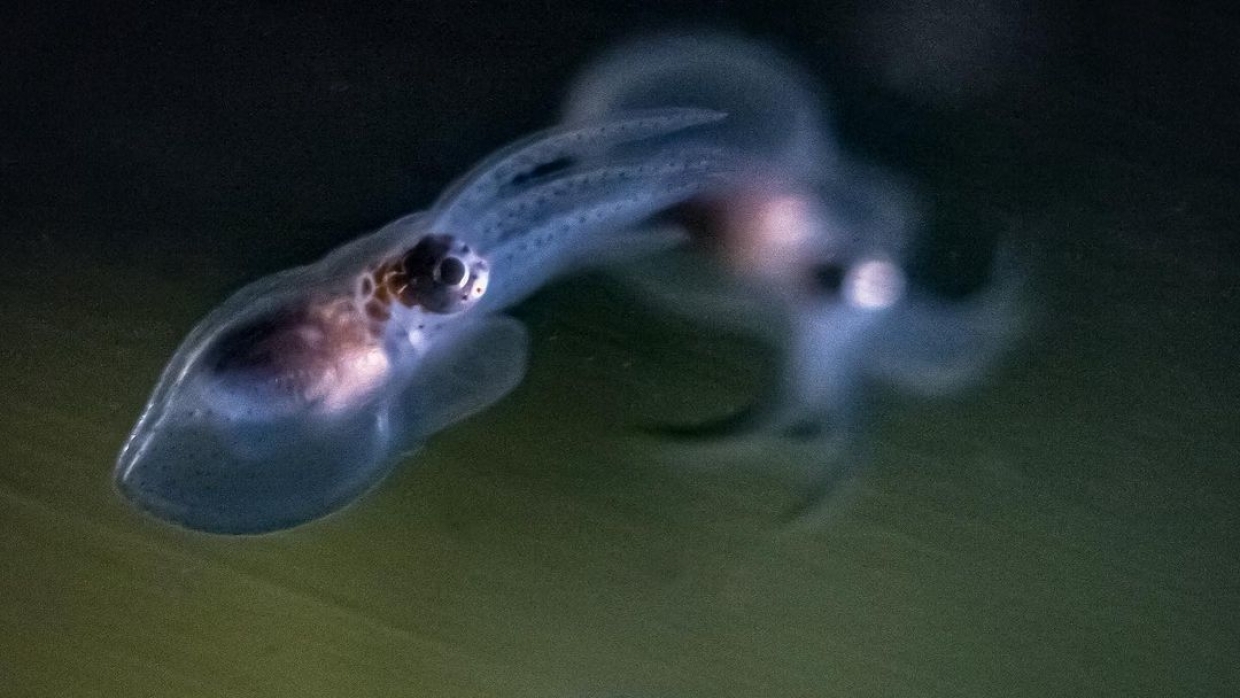 «Гигантское потомство»: в Приморском океанариуме подрастают мальки осьминога 