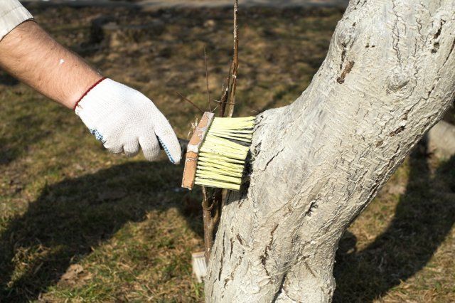 Побелка деревьев – важный элемент осеннего ухода за садом