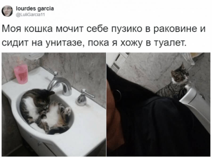 Коты — самые няшные и странные существа существа, получше, странных, няшных, множество, набралось, моментально, поддержали, питомцев, своих, фотографиями, делиться, предложил, своего, понять, решил, удивительные, Аргентины, сети из, пользователь