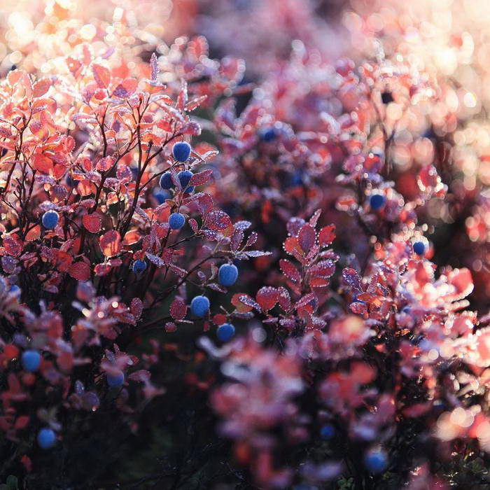 Север России в фотографиях Антонины Андреевой Север России в фотографиях Антонины Андреевой