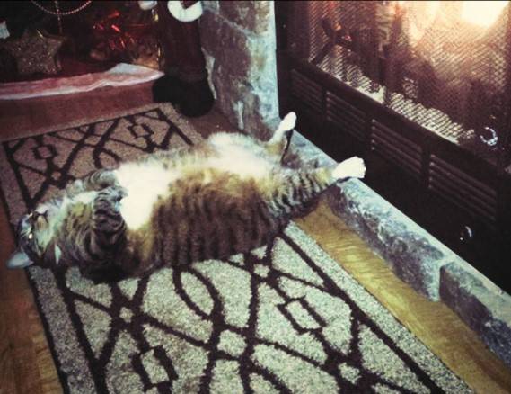 12 котов, которые разбавили серые будни своих хозяев 