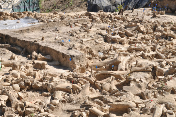 Под Воронежем нашли сооружение, сложенное из костей 60 мамонтов. Постройку оценивают в 25000 лет