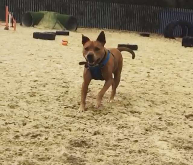 В приюте думали, что брошенного хозяевами пса скоро усыновят, но с тех пор прошел год В приюте думали, что брошенного хозяевами пса скоро усыновят, но с тех пор прошел год истории из жизни