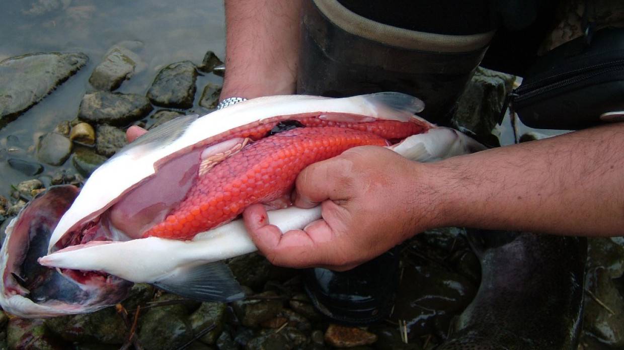 Норвежские эксперты признали «ненавистную русскую» горбушу ценным ресурсом Общество
