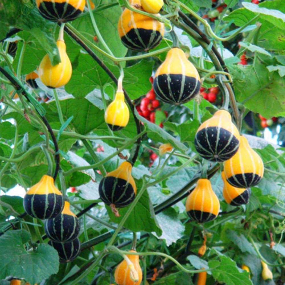 Красота по вертикали: лианы-летники Красота по вертикали: лианы-летники вертикальное озеленение,лианы,однолетники,сад,цветы