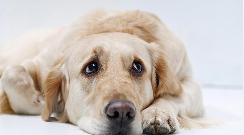 Золотистые ретриверы и люди имеют общие гены, которые повышают их склонность к тревожности