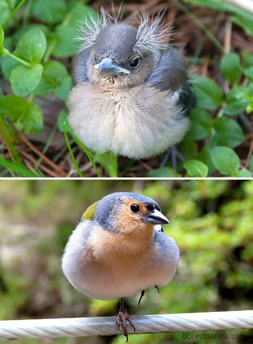 Птенцы разных птиц