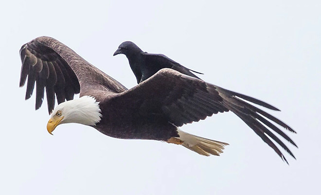 Ворон устал махать крыльями и решил полететь дальше верхом на орле: видео
