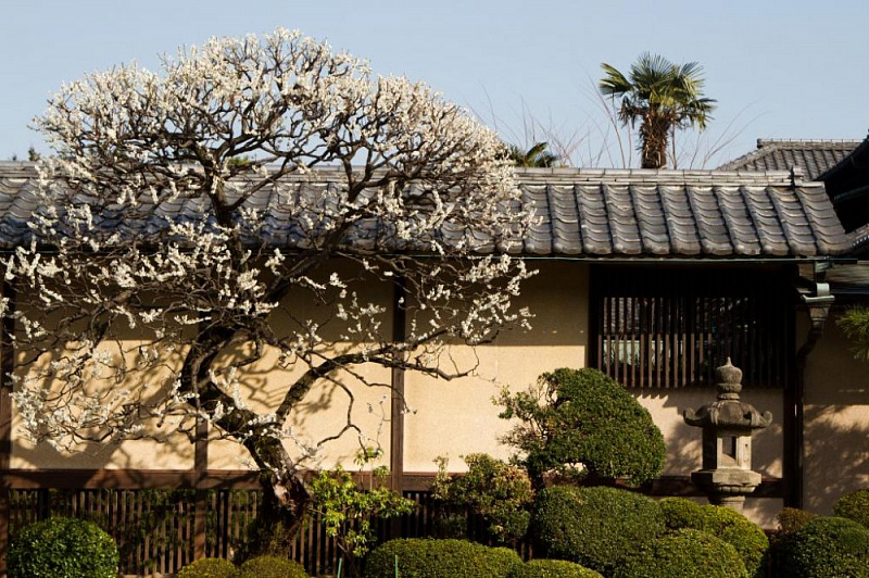 Готокудзи – буддистский храм, где появились статуэтки Манэки Неко авиатур