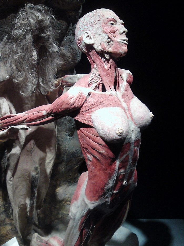 Скандальный Музей человеческого тела MeMu в Берлине интересное