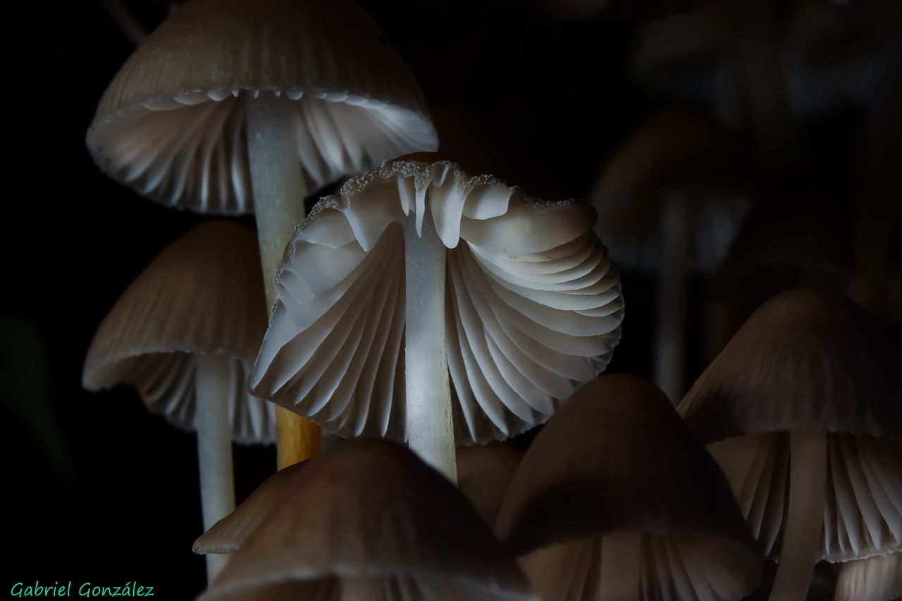 Житель Москвы умер через неделю после отравления неизвестными грибами