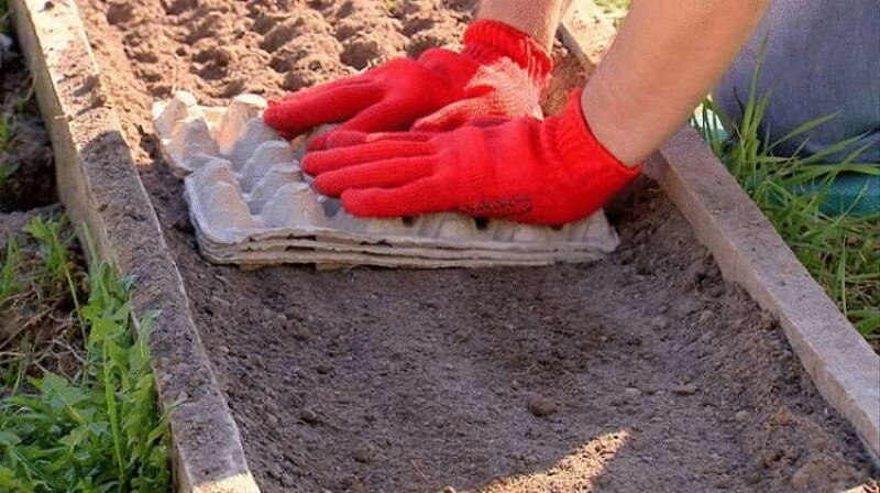 Всё гениальное просто! Лунки для посева: Лук, морковь, редиска взойдут через неделю! Всё гениальное просто! Лунки для посева: Лук, морковь, редиска взойдут через неделю! домашний очаг,идеи для дачи,рукоделие,своими руками,сделай сам